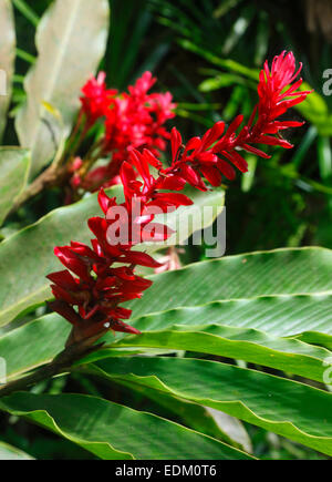 Seychelles - Alpinia Purpurata gingembre rouge, fleurs, l'île de La Digue Banque D'Images