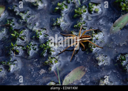 Radeau ou spider marais UK Banque D'Images