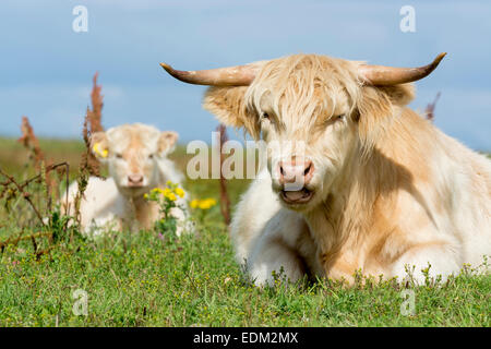 Veau Highland cattle / blanc Banque D'Images