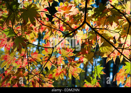 Arboretum de Rogow, Lublin Voïvodie de Lodz, comté, Pologne Banque D'Images