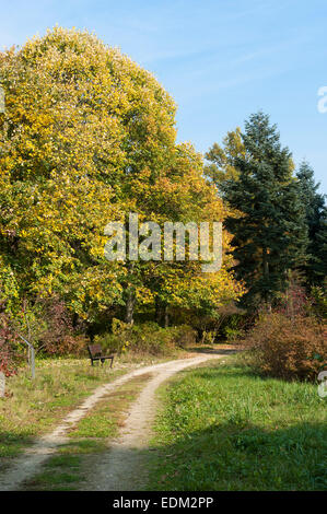 Arboretum de Rogow, Lublin Voïvodie de Lodz, comté, Pologne Banque D'Images