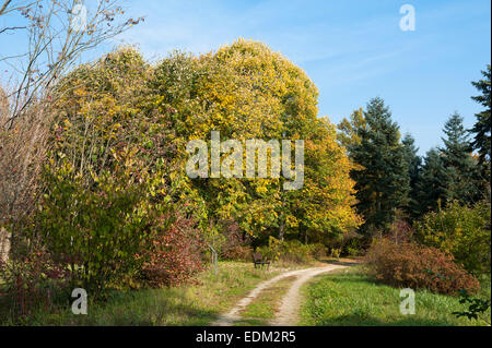 Arboretum de Rogow, Lublin Voïvodie de Lodz, comté, Pologne Banque D'Images