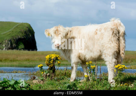 Veau Highland cattle / blanc Banque D'Images