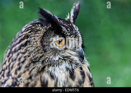 Eagle owl Bubo bubo eurasien Banque D'Images