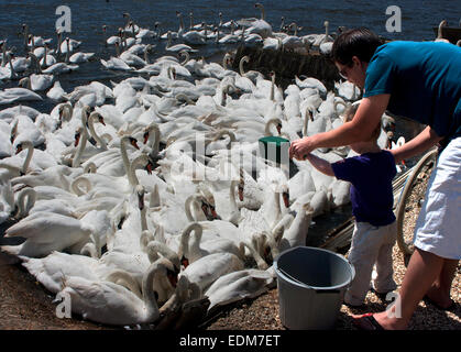 Père aide les petits enfants à nourrir les cygnes à Abbotsbury swannery, Dorset Banque D'Images