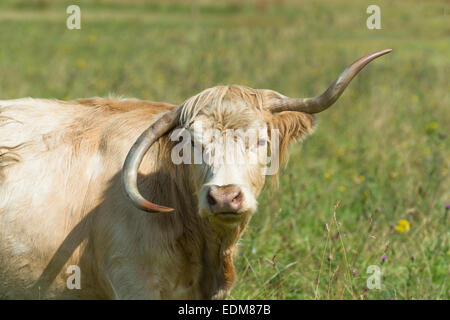 Veau Highland cattle / blanc Banque D'Images