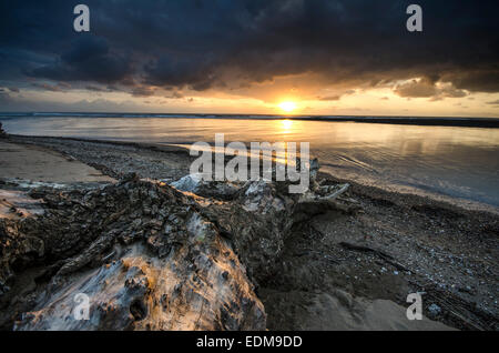 Arbre mort attendre le coucher du soleil sur la plage Banque D'Images