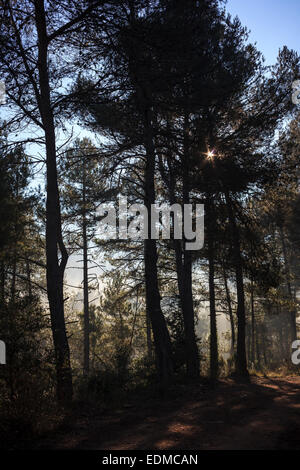 La lumière du soleil traversant forêts brumeuses. Province de Barcelone. La Catalogne. L'Espagne. Banque D'Images