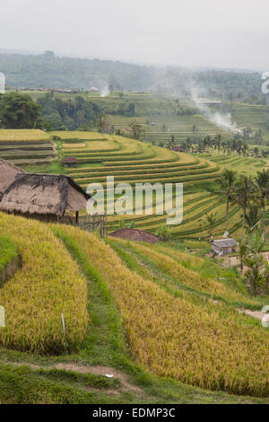 Les rizières en terrasses de Jatiluwih dans à Bali, Indonésie Banque D'Images