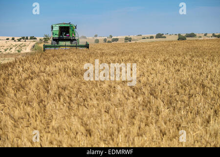 Champ de céréales récolte en été, au paysage de Monegros, Aragón, Espagne Banque D'Images