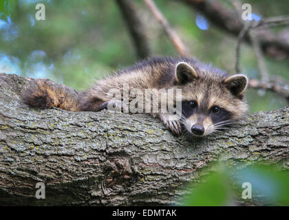 Bébé raton laveur dans l'arbre Banque D'Images