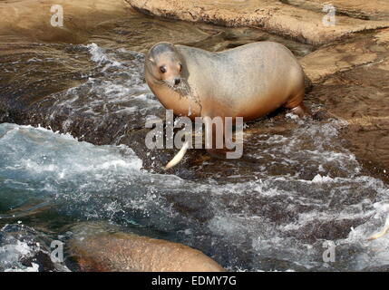 Femme de Californie (Zalophus californianus) à propos de l'attraper et manger un poisson (plus d'images en série) Banque D'Images