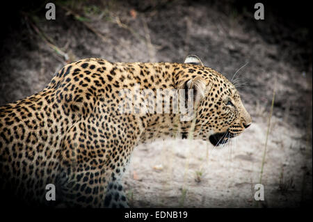 Silent Hunter léopard au fin fond de l'Afrique Banque D'Images