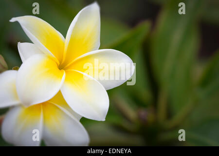 Plumeria Tropical Fleurs sur la branche. Banque D'Images