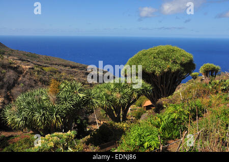 Canaries arbre dragon ou Drago (Dracaena draco), La Palma, Canary Islands, Spain Banque D'Images