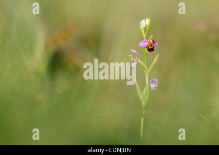 L'orchidée abeille, Ophrys apifera ; Fleur ; été ; UK Banque D'Images