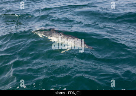 Dauphin commun, Delphinus delphis, l'été, Cornwall, UK Banque D'Images