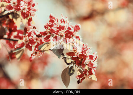 Retro Photo de cerisiers en fleurs au printemps Fleurs Banque D'Images