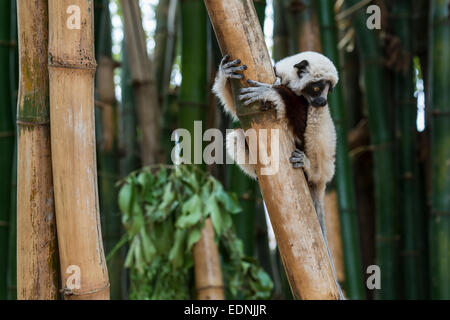 Coquerel's sifaka (Propithecus coquereli), jeunes, Madagascar Banque D'Images