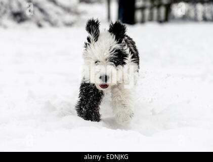 Old English Sheepdog, puppy, 4 mois, courant dans la neige Banque D'Images