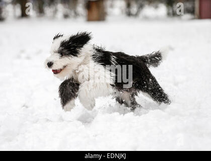 Old English Sheepdog, puppy, 4 mois, courant dans la neige Banque D'Images