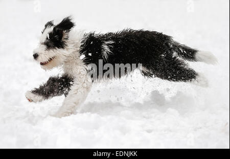 Old English Sheepdog, puppy, 4 mois, courant dans la neige Banque D'Images