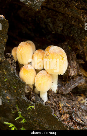 Coprinus micaceus Capsules scintillants ; Cornwall UK Banque D'Images