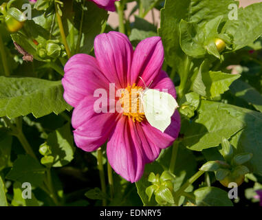 Brinstone Gonepteryx rhamni (papillon) sur dahlia rose fleur. Banque D'Images