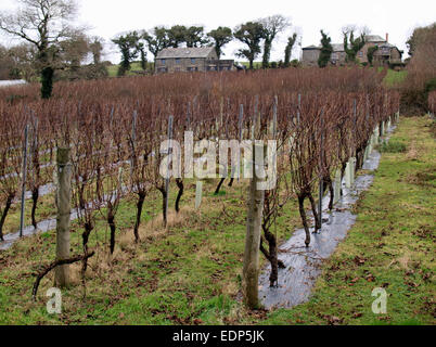 Camel Valley Vineyard en hiver, Fowey, Cornwall, UK Banque D'Images