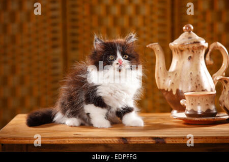 British Longhair chat, chaton, 9 semaines, noir-blanc|Britisch Langhaar, Kaetzchen, 9 Wochen, schwarz-Weiss Banque D'Images