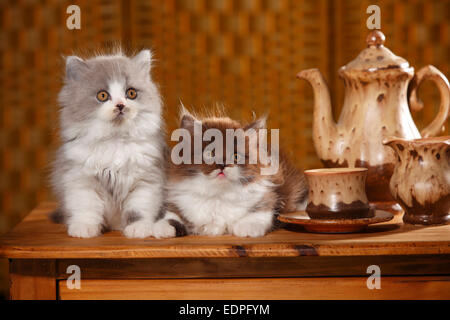 British Longhair, chats, chatons 9 semaines|Britisch Langhaar, Kaetzchen, 9 Wochen Banque D'Images