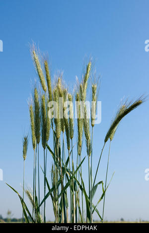 Les oreilles d'herbe close-up, sur fond de ciel bleu Banque D'Images