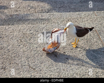 L'oiseau, Mouette à la recherche de nourriture dans un sac en plastique. Banque D'Images