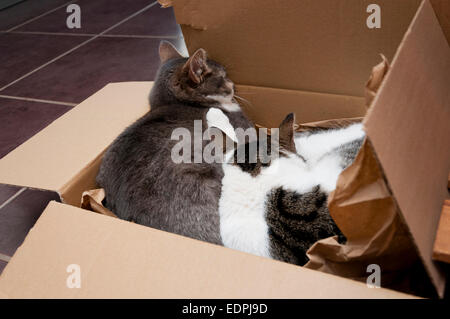 Les chats en boîte carton Banque D'Images