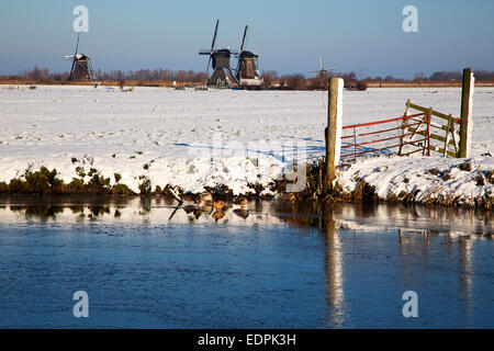 Des polders néerlandais couvertes de neige ; moulins à vent de Kinderdijk en arrière-plan Banque D'Images