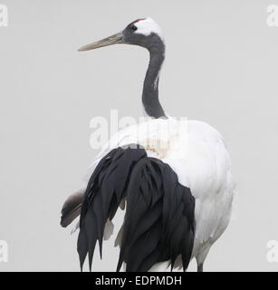 Grue à couronne rouge ou grue japonaise (Grus japonensis), en tournant la tête sur le côté Banque D'Images