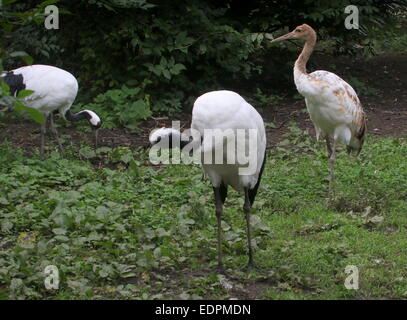 Familyo ou à couronne rouge de grues japonaises (Grus japonensis), deux adultes et un jeune Banque D'Images