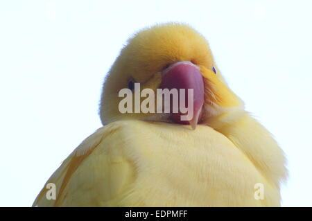 De la forme jaune Rose-ringed ou Perruche à collier (Psittacula krameri) Banque D'Images