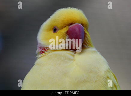 Variété jaune de la Rose-ringed ou Perruche à collier (Psittacula krameri) Banque D'Images