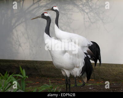 Paire de deux grue à couronne rouge ou grue japonaise (Grus japonensis) dans un décor de jardin japonais dans le Zoo d'Amersfoort Banque D'Images