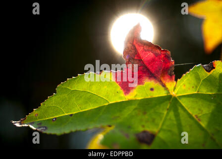 La lumière solaire vers un éclairage liquidambar (Liquidambar styraciflua) feuille commence à changer de couleur dans les premiers jours de l'automne.Alabama Banque D'Images