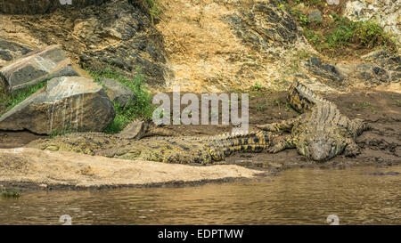 Trois crocodiles du Nil (Crocodylus niloticus) sur les rives de la rivière Mara. Masai Mara National Reserve, Kenya. Banque D'Images