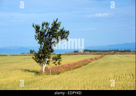 Bouleau solitaire dans un champ de blé près de St Lawrence River, région de Kamouraska, province de Québec, Canada. Banque D'Images