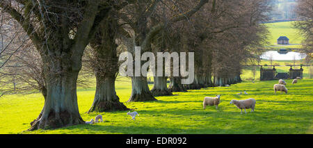 Moutons - brebis avec agneaux, Ovis aries, dans Cotswold paysage près de Naunton, les Cotswolds, Gloucestershire, Royaume-Uni Banque D'Images