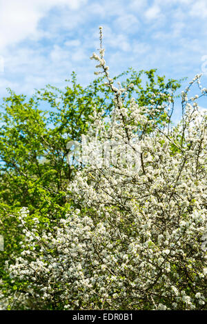 Arbre d'aubépine commune, Crataegus monogyna, aussi Quickthorn Maythorn Whitethorn, et, avec des fleurs de printemps Banque D'Images