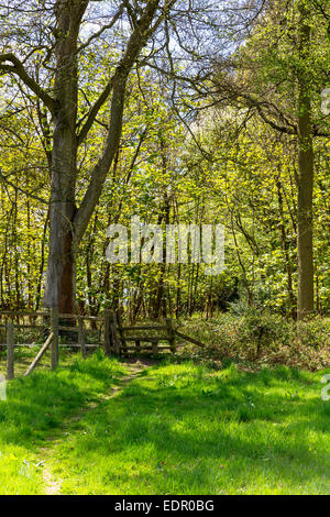 Style traditionnel en bois sur pied à l'intérieur des trous Bois Bruern dans les Cotswolds, Oxfordshire, UK Banque D'Images