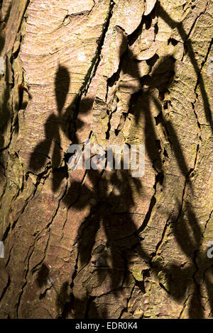 Les feuilles des arbres décidus, Horse-Chestnut Aesculus hippocastanum, comme l'ombre sur l'écorce de son tronc dans l'Oxfordshire, UK Banque D'Images