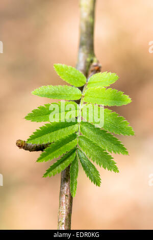 Les nouvelles feuilles de bourgeons sur une branche du Rowan Tree, Sorbus aucuparia Sorbier, ou le printemps se transforme en été en UK Banque D'Images