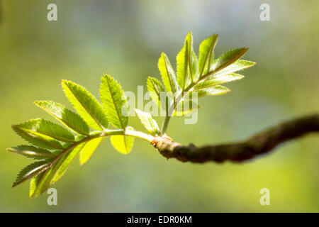 Les nouvelles feuilles de bourgeons sur une branche du Rowan Tree, Sorbus aucuparia Sorbier, ou le printemps se transforme en été en UK Banque D'Images