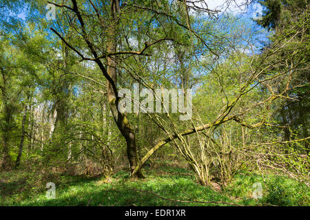 Scène de forêts de hêtres et de bouleaux d'argent à Bruern Bois dans la région des Cotswolds, Oxfordshire, UK Banque D'Images